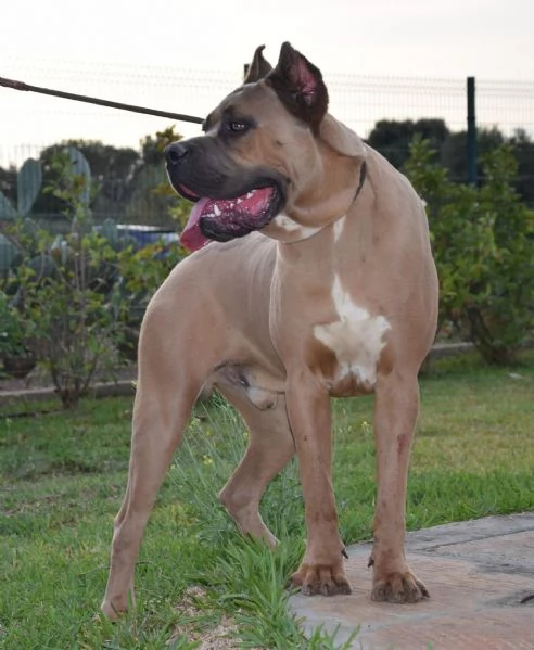Vendo Cani Corso | Foto 3