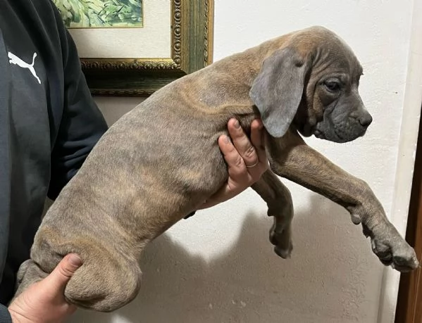 Vendo Cani Corso | Foto 2