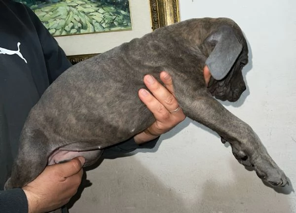 Vendo Cani Corso | Foto 1