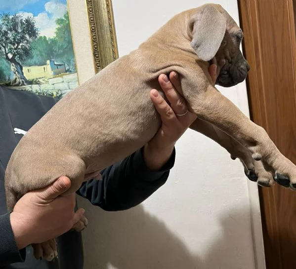 Vendo Cani Corso | Foto 0