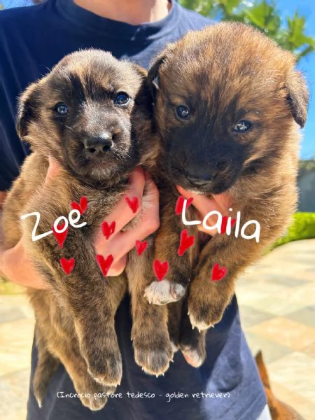 REGALO cucciole Pastore Tedesco | Foto 4