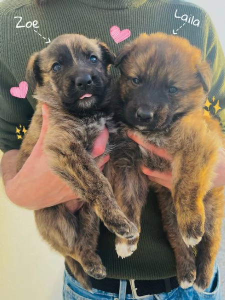 REGALO cucciole Pastore Tedesco | Foto 3