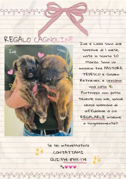 REGALO cucciole Pastore Tedesco