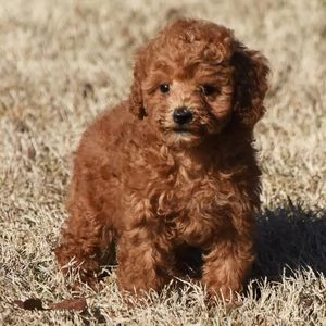 regalo maschio e femmina barboncino 