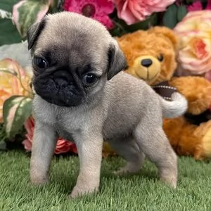 regalo carlino | Foto 0