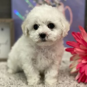 Disponibil cucciolo di bichon maschio e   femmina di 3 mesi.