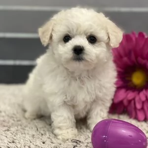 Disponibil cucciolo di bichon maschio e   femmina di 3 mesi. | Foto 0