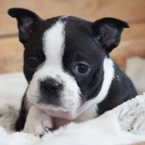 regalo Cuccioli di boston terrier 3mesi