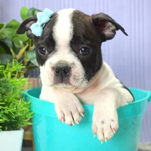 regalo Cuccioli di boston terrier 3mesi | Foto 0