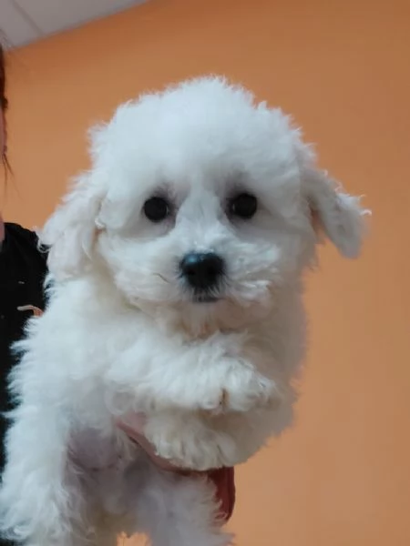 regalo Cuccioli di bolognese 3mesi