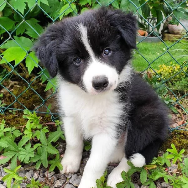 regalo border collie