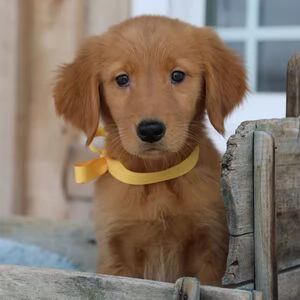 regalo golden retrievers