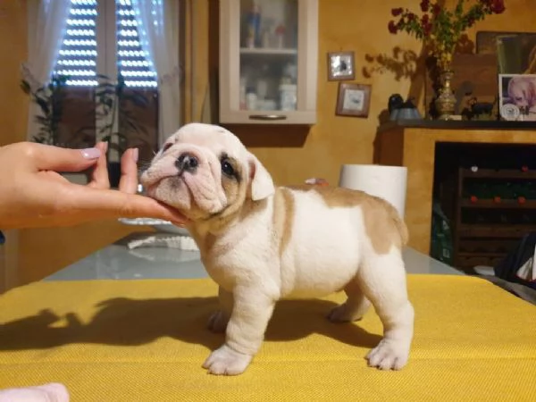 regalo bulldog inglese | Foto 0