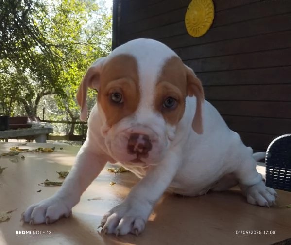 Cuccioli Pitbull Red nose ukc  | Foto 2