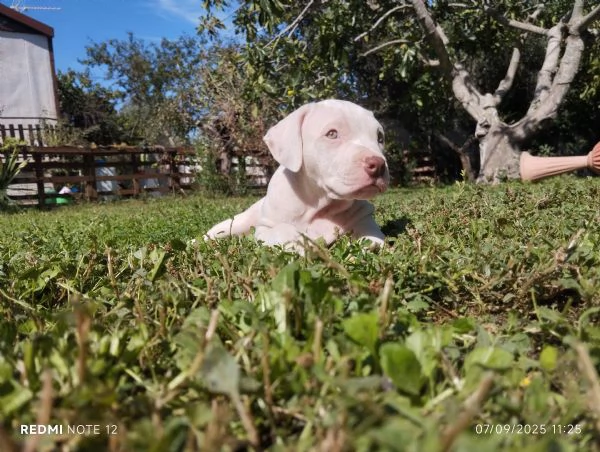 Cuccioli Pitbull Red nose ukc 