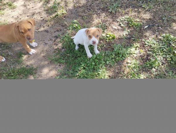 Cuccioli Pitbull Red nose ukc  | Foto 2