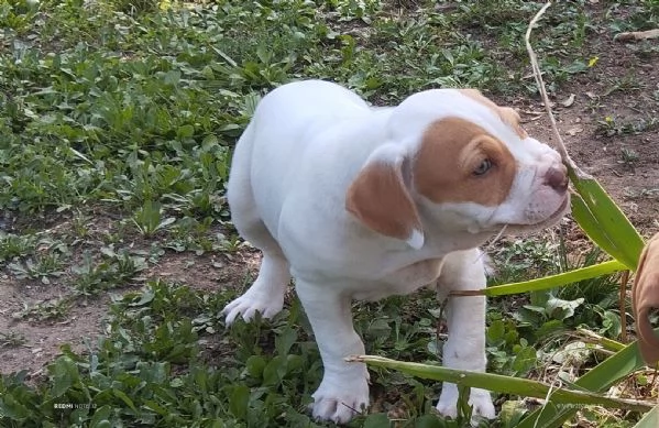 Cuccioli Pitbull Red nose ukc  | Foto 1
