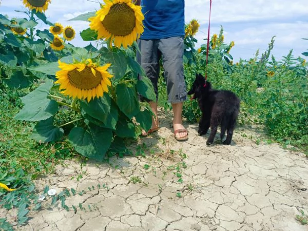 Cucciolo Pastore Belga Groenendael femmina | Foto 2