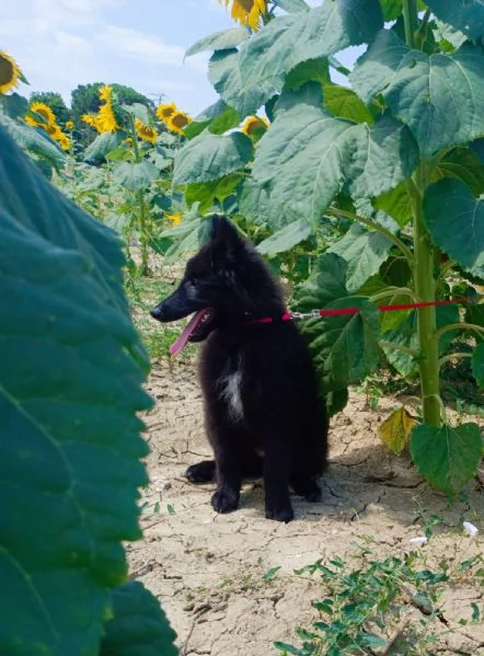 Cucciolo Pastore Belga Groenendael femmina