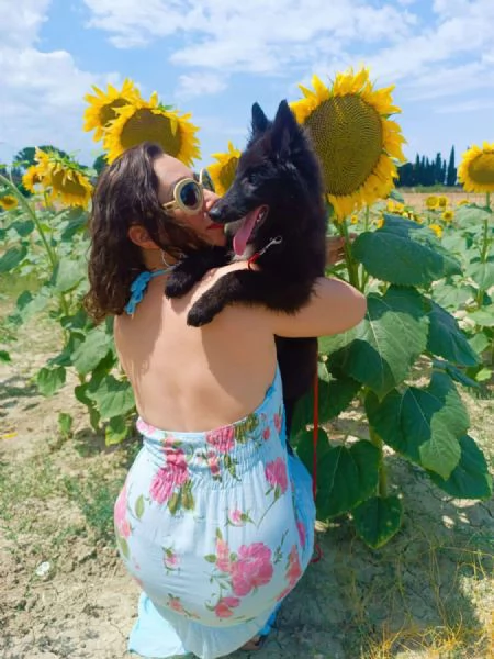 Cucciolo Pastore Belga Groenendael femmina | Foto 1