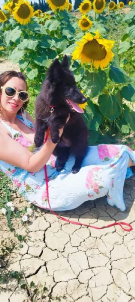 Cucciolo Pastore Belga Groenendael femmina | Foto 0