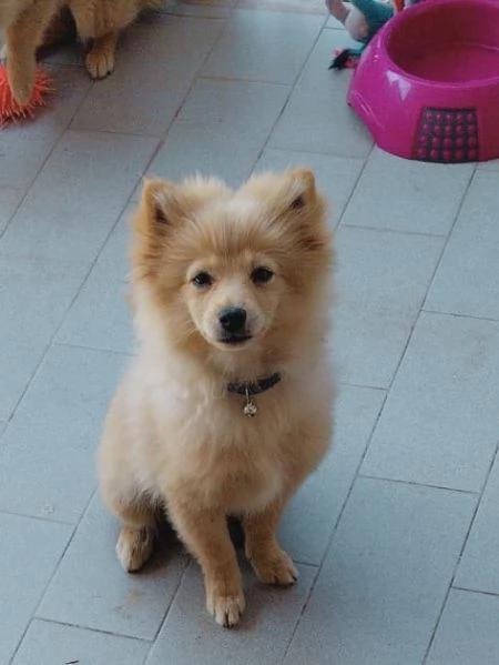 Volpino Pomerania  | Foto 0