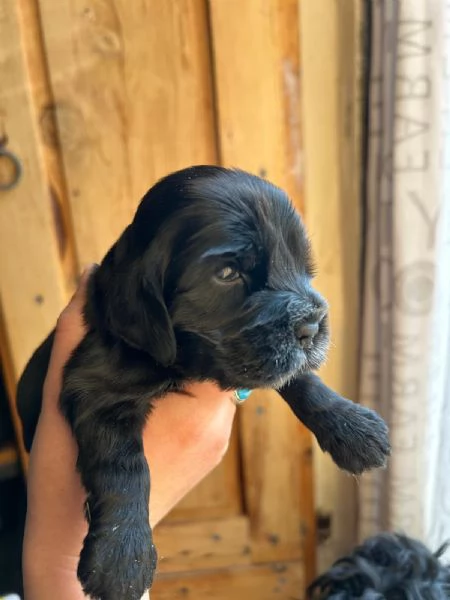 Vendo Cocker Spaniel con Pedigree  | Foto 6
