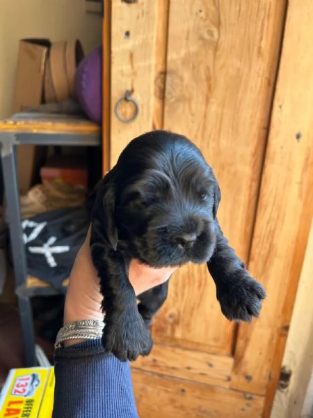 Vendo Cocker Spaniel con Pedigree  | Foto 5