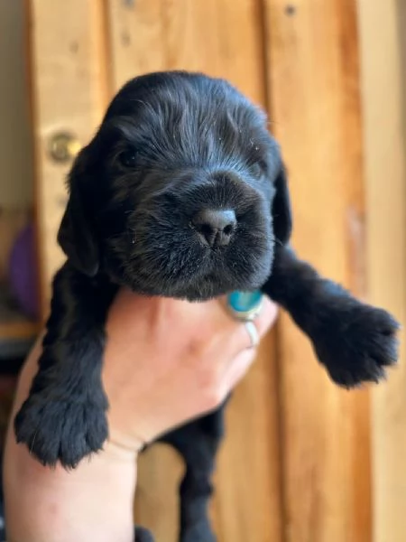 Vendo Cocker Spaniel con Pedigree  | Foto 4