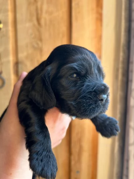 Vendo Cocker Spaniel con Pedigree  | Foto 3