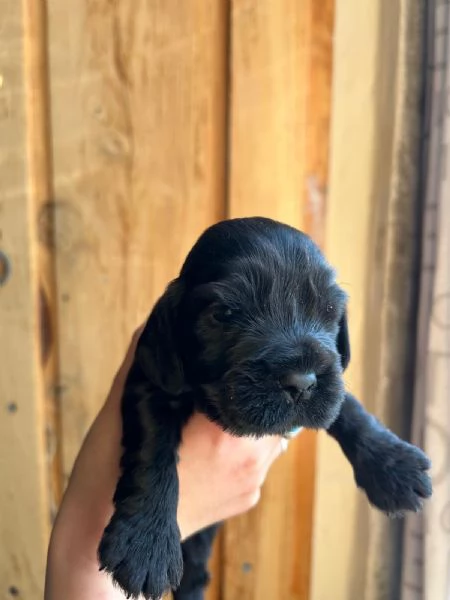 Vendo Cocker Spaniel con Pedigree  | Foto 2