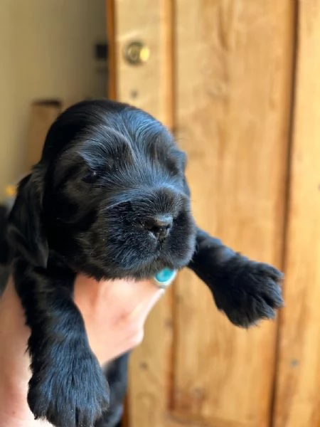 Vendo Cocker Spaniel con Pedigree  | Foto 1