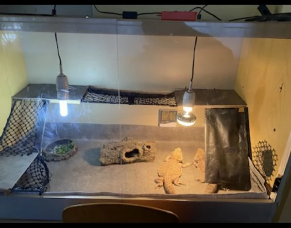Pogona e accessori  | Foto 4
