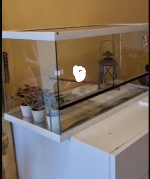 Pogona e accessori  | Foto 3