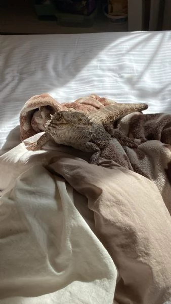 Pogona e accessori  | Foto 2