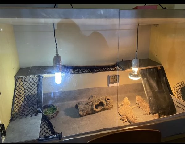 Pogona e accessori  | Foto 1