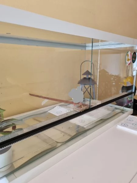 Pogona e accessori  | Foto 0