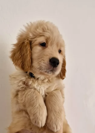 Eccezionali cuccioli golden retriever