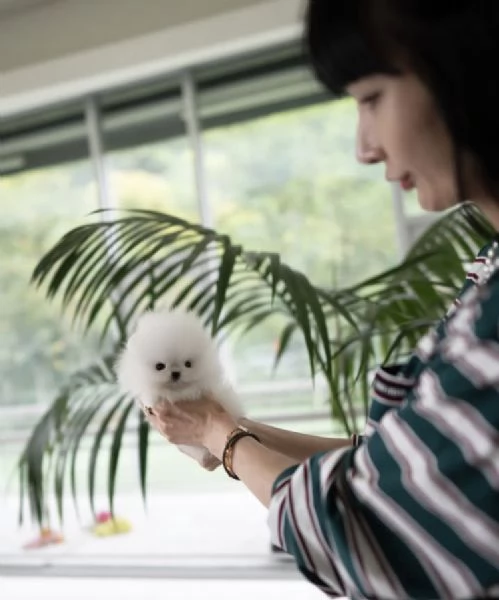 Cucciolo di Pomerania giocattolo | Foto 2