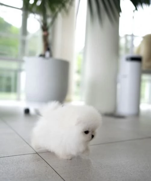 Cucciolo di Pomerania giocattolo | Foto 1