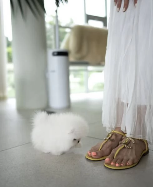 Cucciolo di Pomerania giocattolo | Foto 0