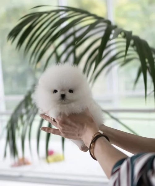 Cucciolo di Pomerania giocattolo