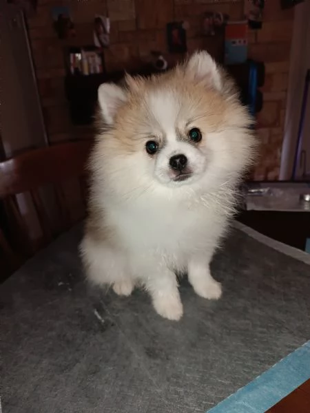 Cuccioli Spitz tedesco nano