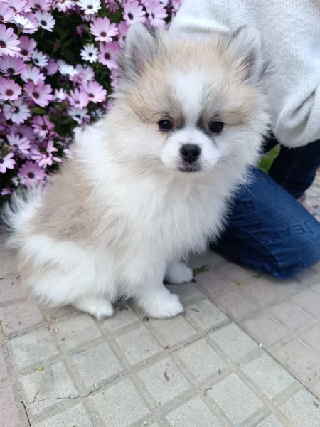Cuccioli Spitz tedesco nano | Foto 6