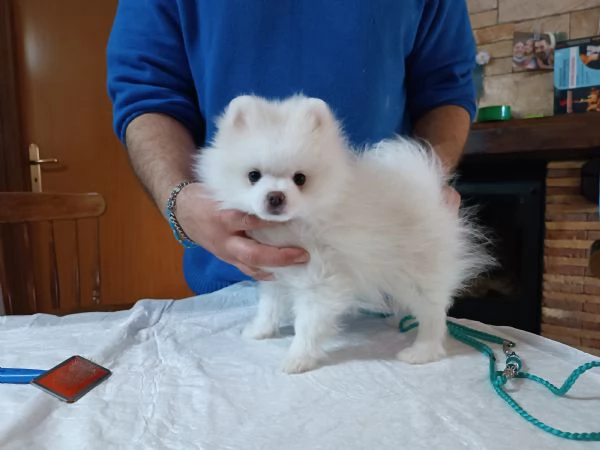 Cuccioli Spitz tedesco nano | Foto 5