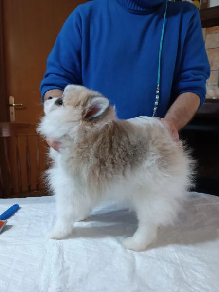 Cuccioli Spitz tedesco nano | Foto 4