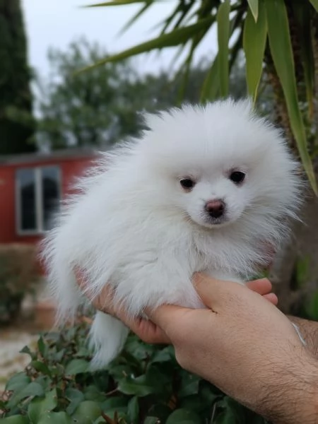Cuccioli Spitz tedesco nano | Foto 3