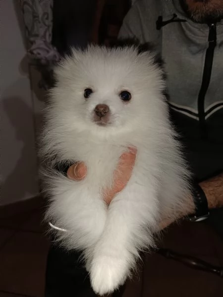 Cuccioli Spitz tedesco nano | Foto 2