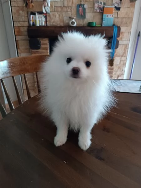 Cuccioli Spitz tedesco nano | Foto 1