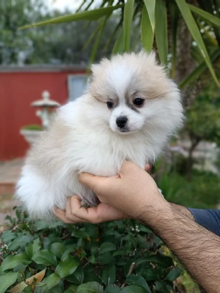 Cuccioli Spitz tedesco nano | Foto 0